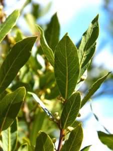 Laurel Leaf, essential oils for inflammation, essential oils for bloating and gas, essential oils for arthritis, inflammation and essential oils