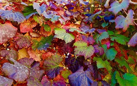 Sinus Infection Remedy, Good Essential Oils For The Changing Seasons, Sinus Headaches, Sinus Pressure, Essential Oils for Sinuses, Sinus Infection Remedies, Essential Oils for Nasal Congestion,