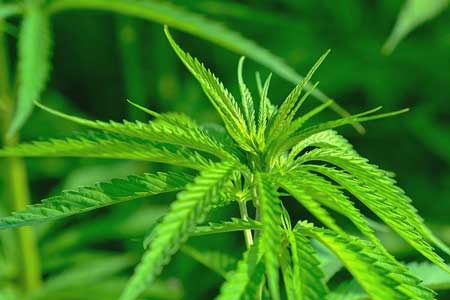 5 Reasons Why Help Helps With Depression, CBD Oil, Natural Depression Relief, Hemp Extract