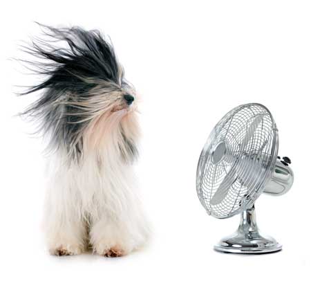 5 Reasons Why You Need More Magnesium In Summer, Cool off with essential oils,