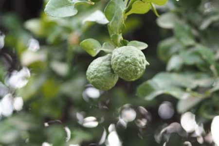 Bergamot Essential Oil, Using Bergamot for Depression, Bergamot for Heart Chakra, Bergamot for SAD