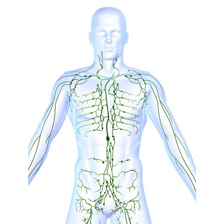 Your very own sewer system, lymph system, lymphatic drainage, homeostasis