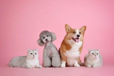 Can I Use Essential Oils Around My Pets, essential oils and pets, diffusing essential oils around pets