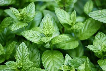 Cool off with peppermint, peppermint essential oil, 